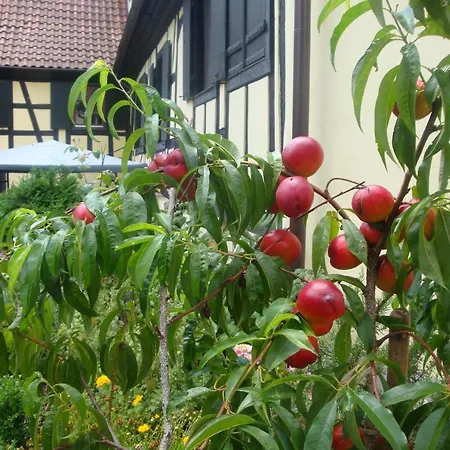 Maison De Alsace - Elsass - House Alsace Casa de Férias