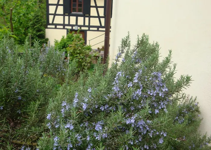 Maison De Alsace - Elsass - House Alsace * ビシュヴィレール