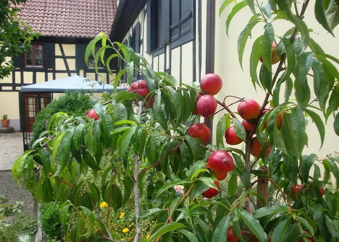 Maison De Alsace - Elsass - House Alsace 別荘